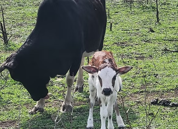 Mini Zebu Bottle Bull Calf — Healthy & Tame